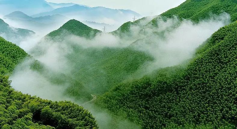 花園餐廳 | 以黑胡桃詮釋工筆花鳥里的婉約審美插圖
